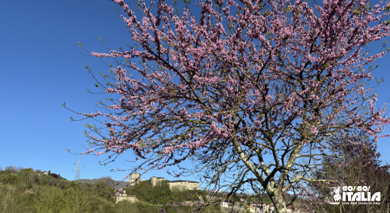 Italian spring vocabulary